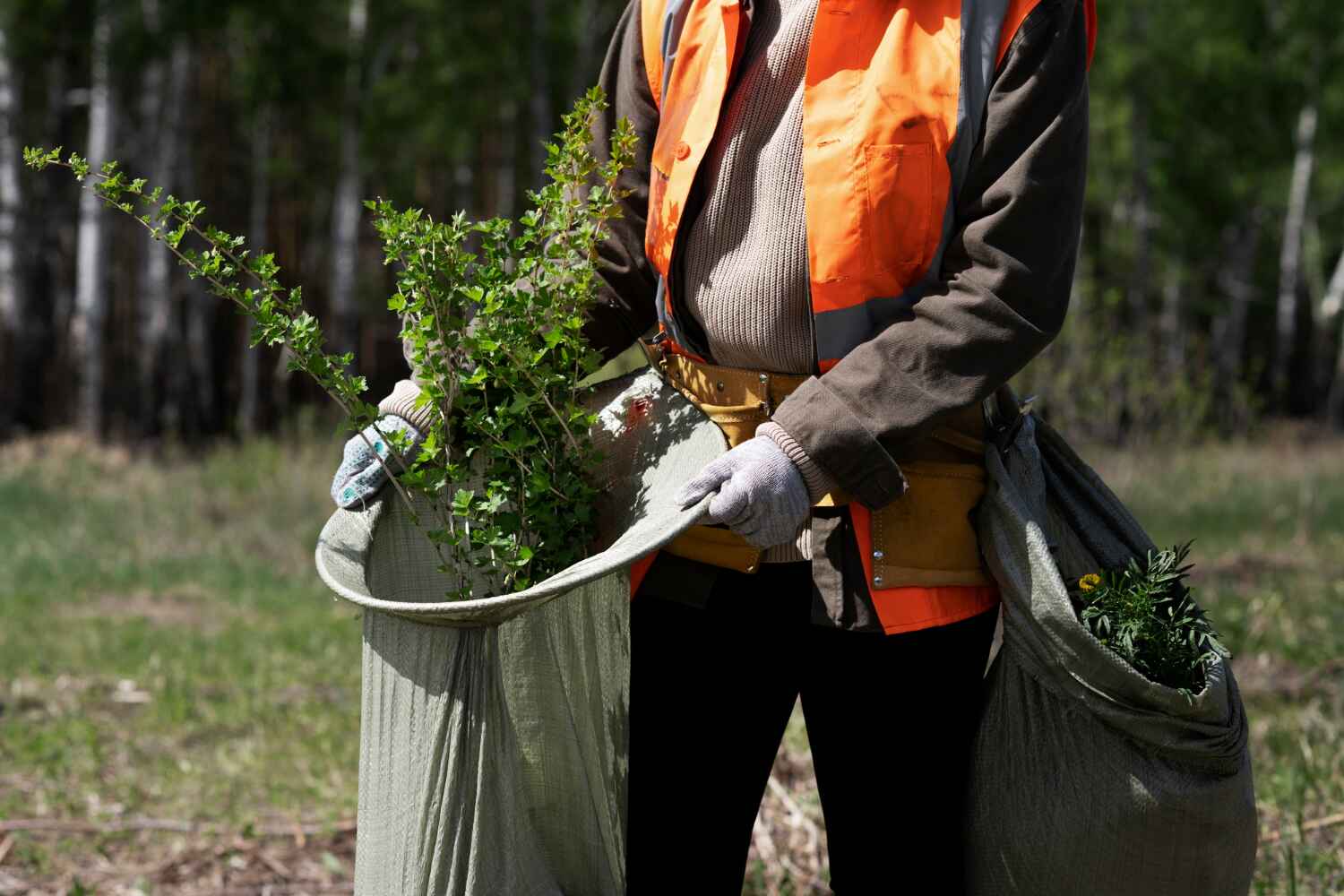 Best Dead Tree Removal  in USA